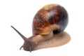Archachatina marginata egregia Cameroon two-tone adult